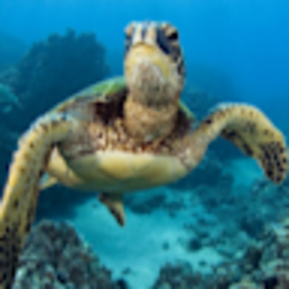 Meet your Posher, Penguin - Picture 1 of 1